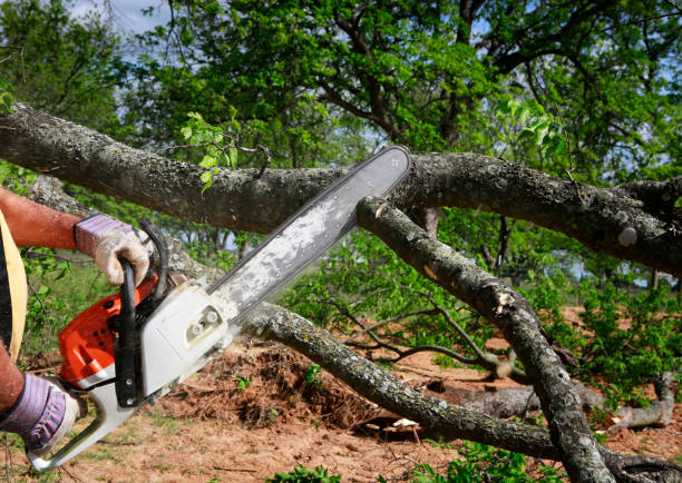  Trumann, AR Tree Service Pros